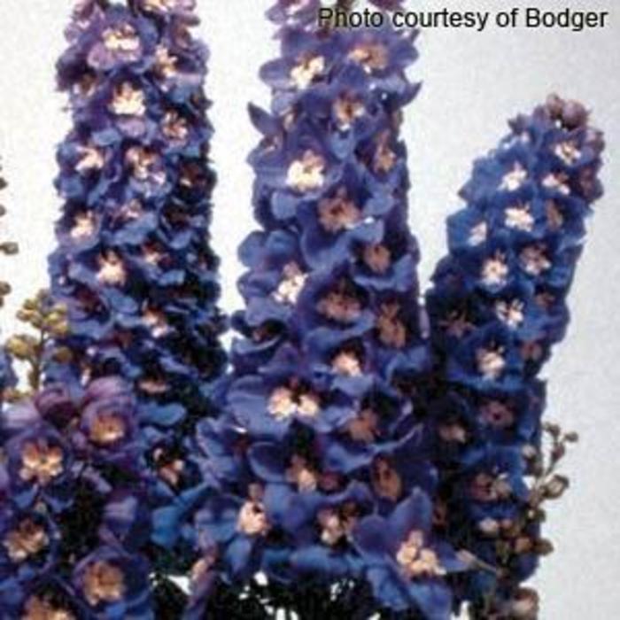 Magic Fountains Sky Blue White Bee - Delphinium elatum (Larkspur) from Robinson Florists