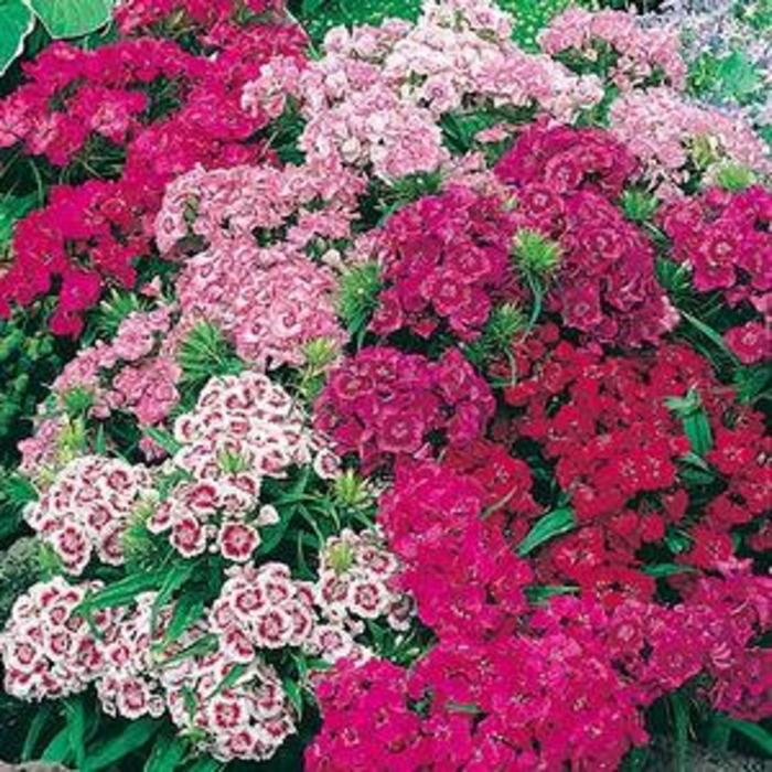 'Pinocchio' Border Carnation - Dianthus barbatus from Robinson Florists