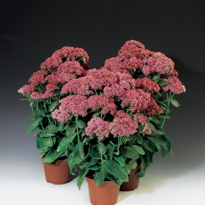 'Munstead Dark Red' Stonecrop - Sedum telephium from Robinson Florists