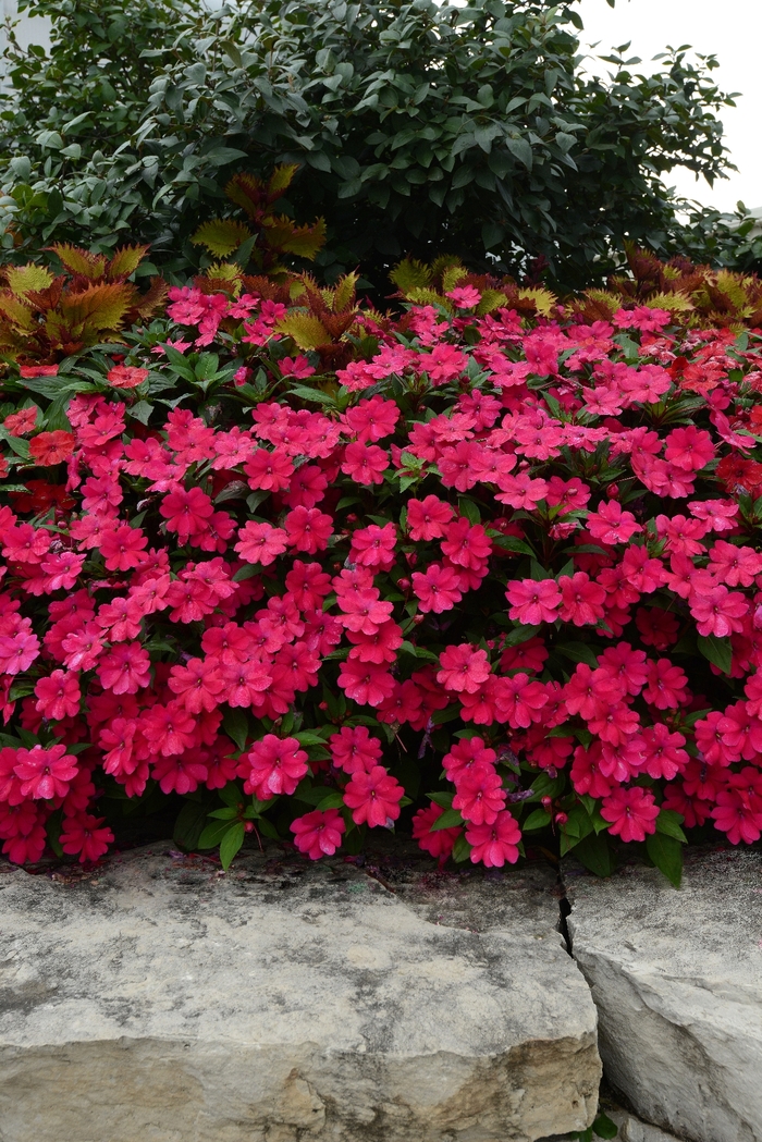 Big Bounce™ 'Cherry' - Impatiens from Robinson Florists