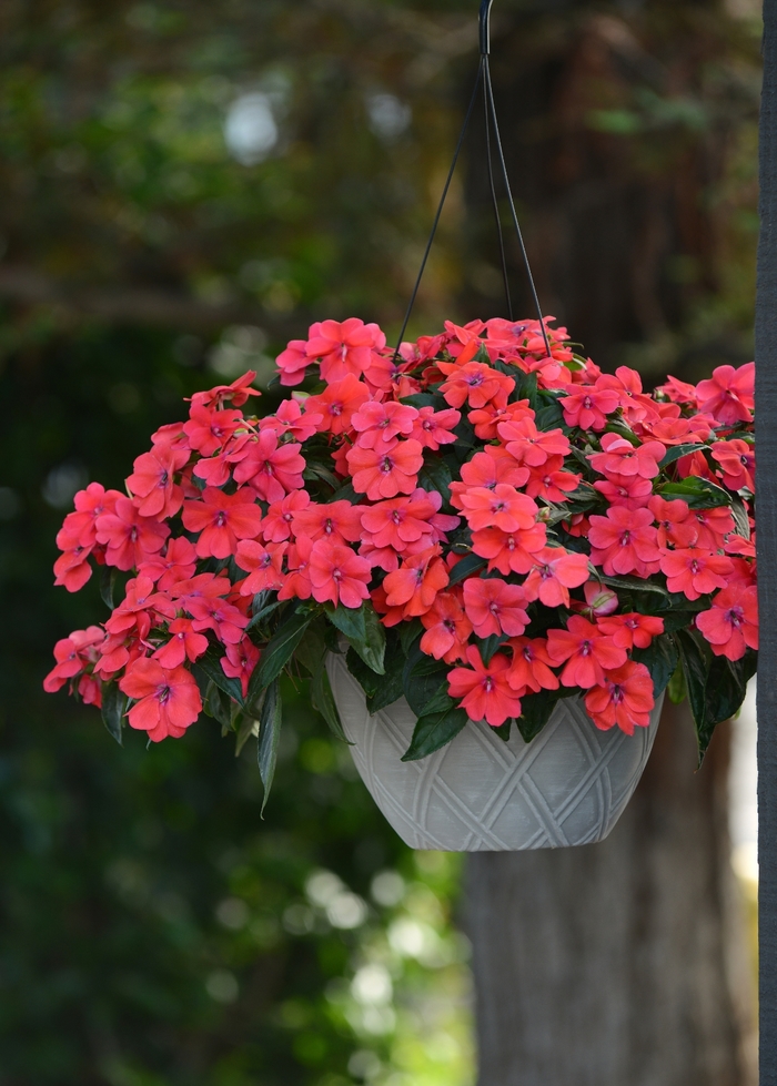 Bounce™ 'Bright Coral' - Impatiens from Robinson Florists