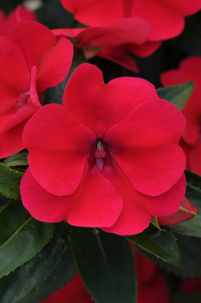 Bounce™ 'Cherry' - Impatiens (Interspecific impatiens) from Robinson Florists