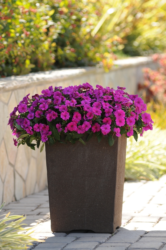 Bounce™ 'Violet' - Impatiens from Robinson Florists