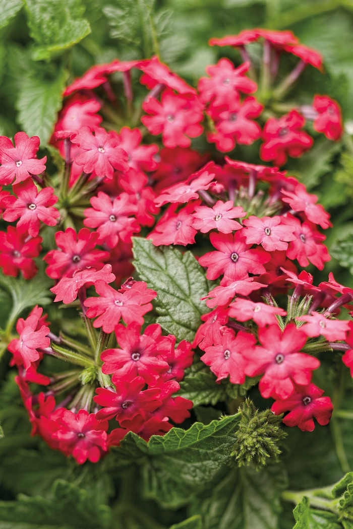 Superbena Royale® 'Iced Cherry' - Verbena from Robinson Florists