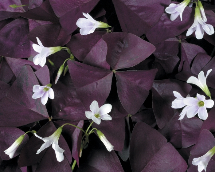 Charmed® 'Wine' - Oxalis (Shamrock) from Robinson Florists