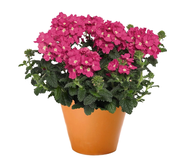 'Empress Flair Pink Charme' - Verbena from Robinson Florists