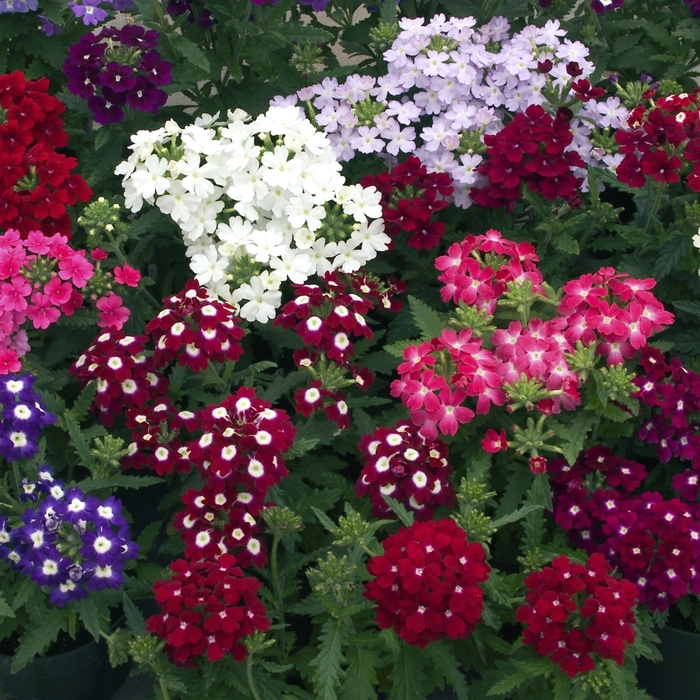 Obsession™ 'Mix Improved' - Verbena from Robinson Florists