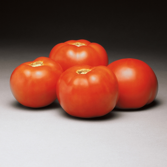 'Better Bush' Tomato - Lycopersicon esculentum from Robinson Florists