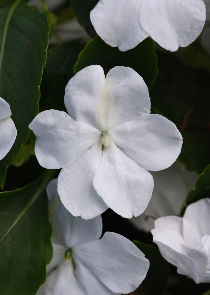 Beacon&trade; White - Impatiens walleriana from Robinson Florists
