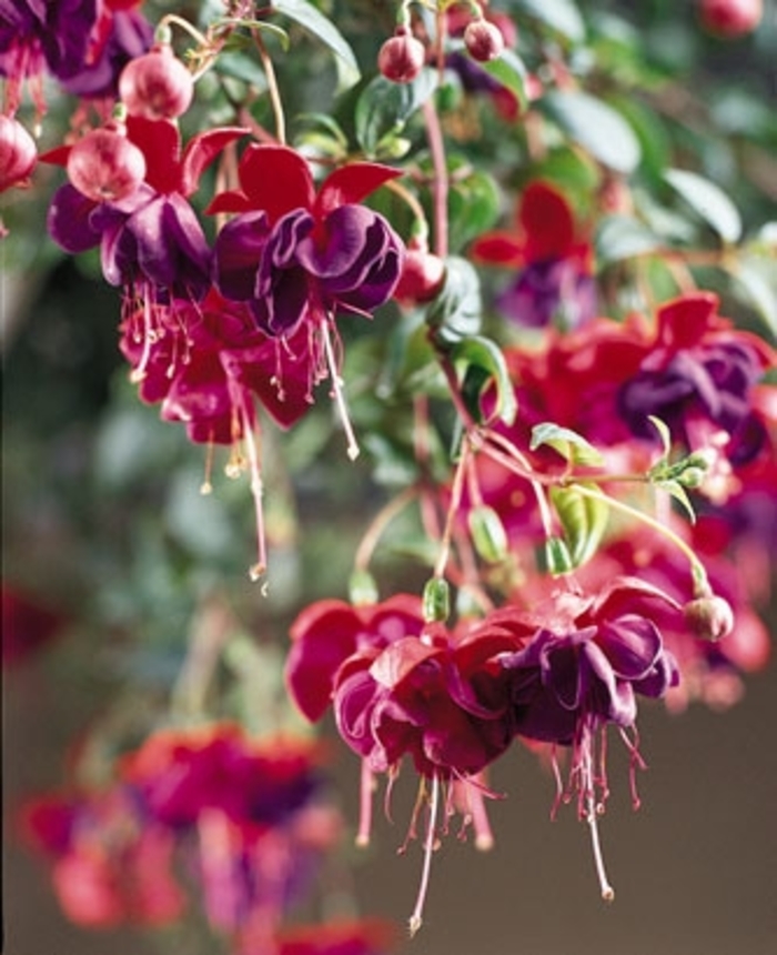 'Dark Eyes' Trailing Fuchsia - Fuchsia from Robinson Florists