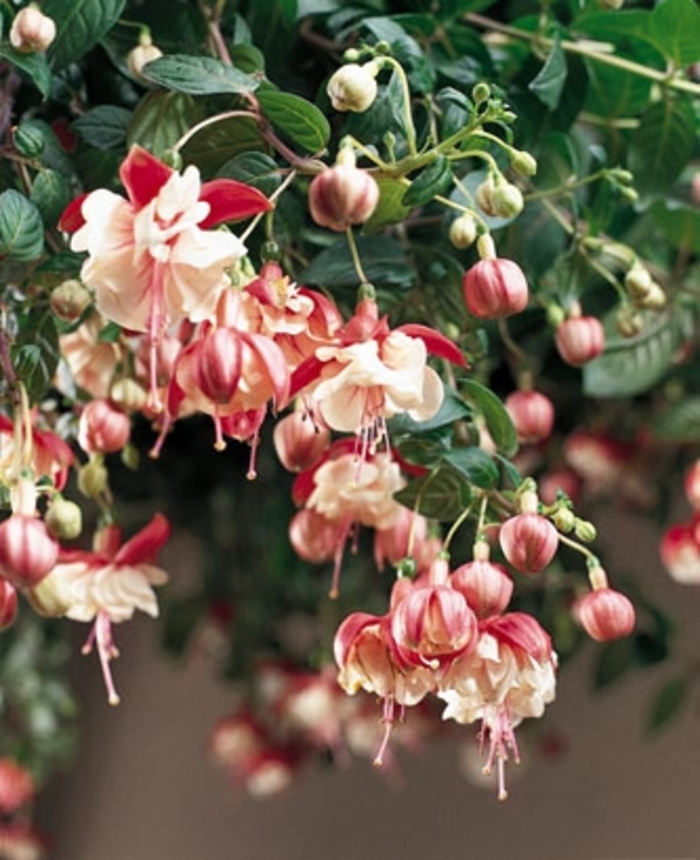 'Swingtime' Trailing Fuchsia - Fuchsia from Robinson Florists