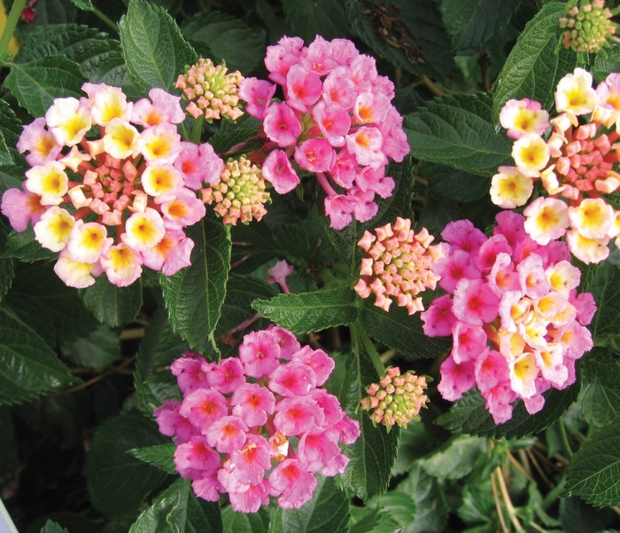 Bandana® ''Pink'' - Lantana camara from Robinson Florists