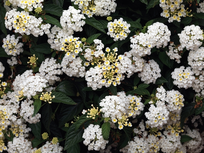 Bandana® 'White' - Lantana camara from Robinson Florists