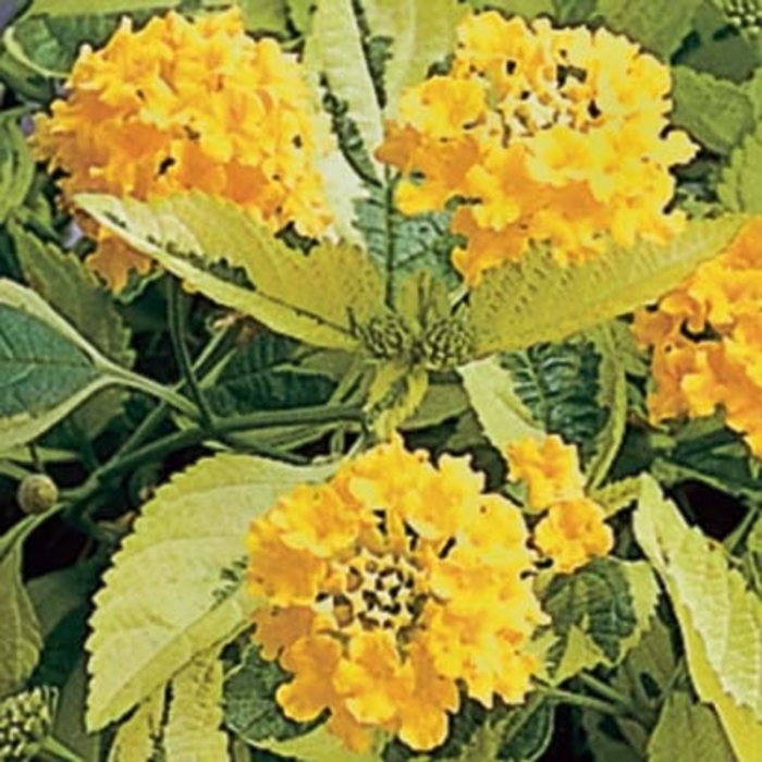 'Samantha' - Lantana camara from Robinson Florists