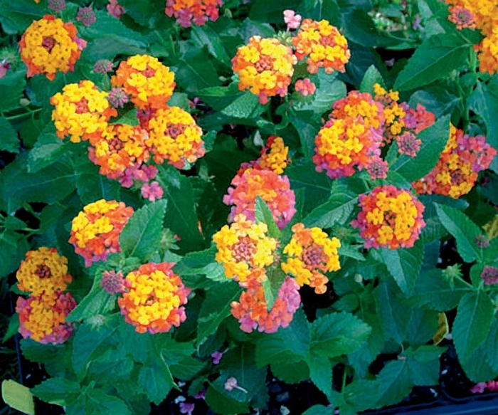 Bandana® 'Cherry Sunrise' - Lantana camara from Robinson Florists