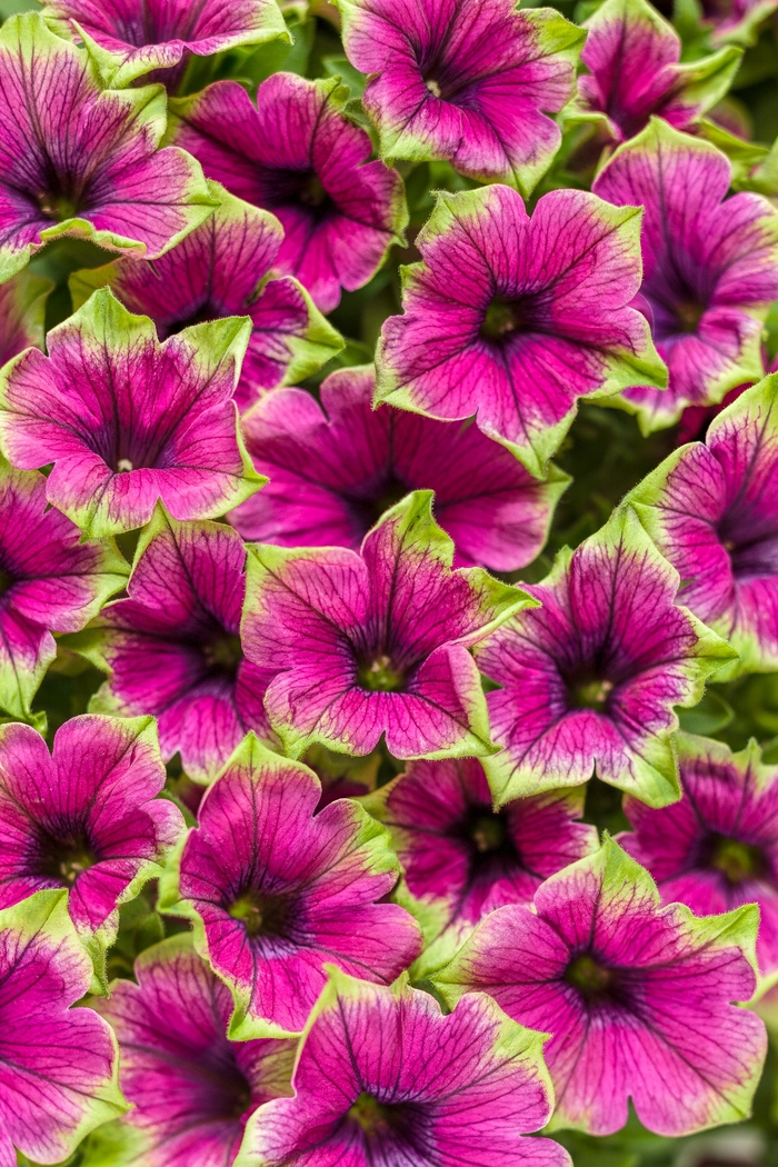 Supertunia® 'Picasso in Purple®' - Petunia from Robinson Florists