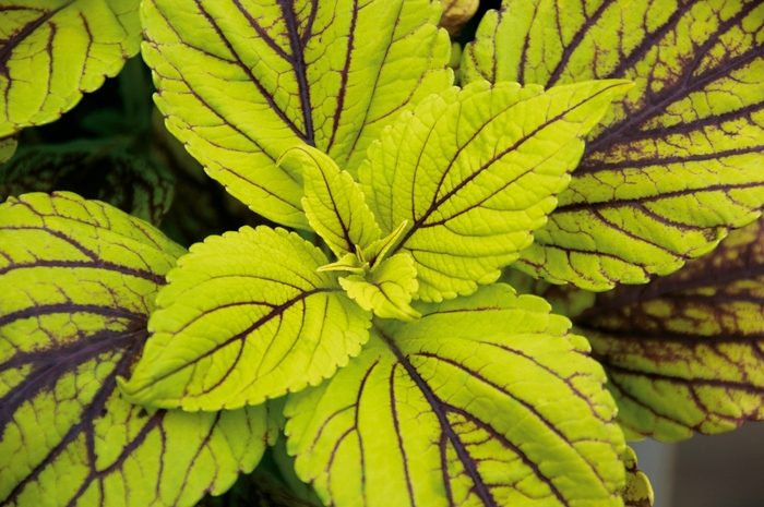 'Gay's Delight' - coleus scutellarioides from Robinson Florists