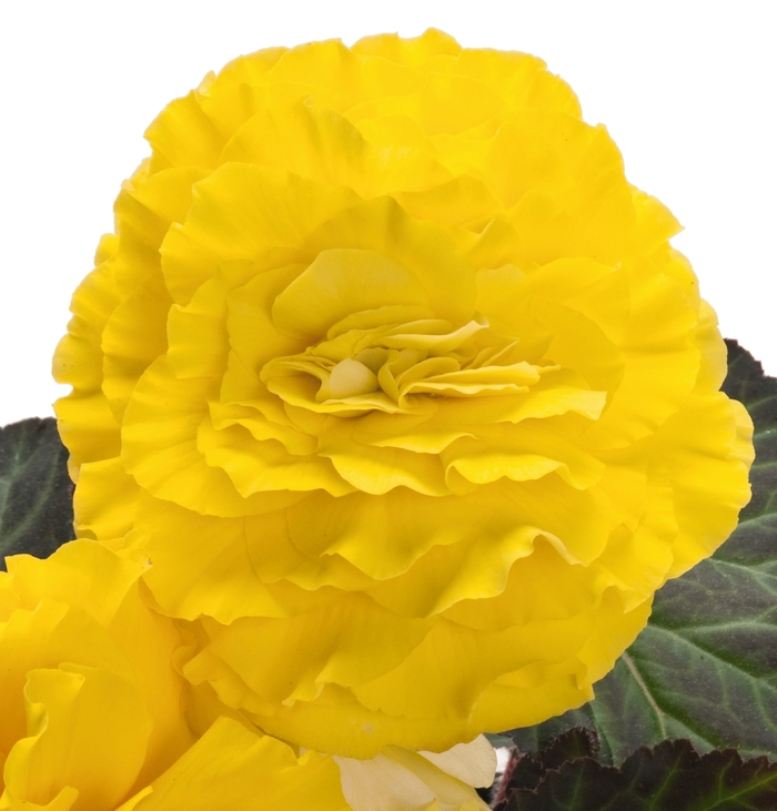 Nonstop® 'Yellow w/Red Back' - Begonia x tuberhybrida (Tuberous Begonia) from Robinson Florists