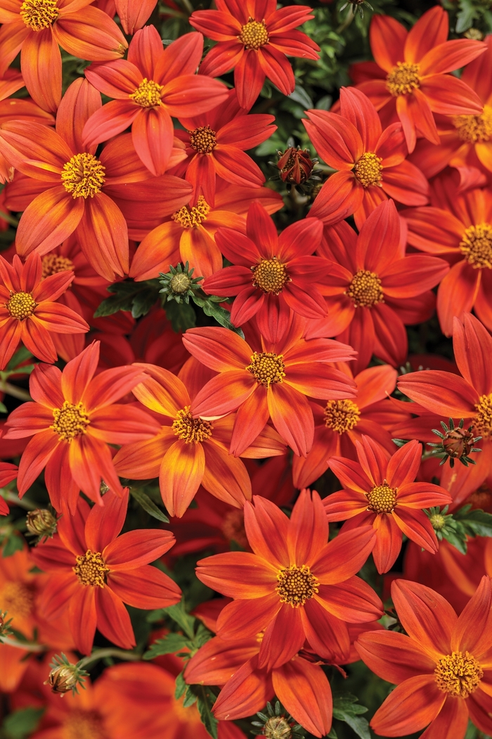 Campfire® 'Flame' - Bidens from Robinson Florists