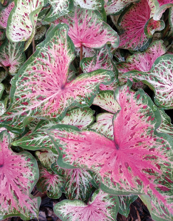 Heart to Heart™ 'Heart and Soul' - Caladium hortulanum (Strap-leaf Caladium) from Robinson Florists