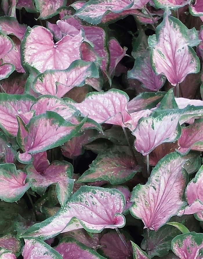 Heart to Heart™ 'Va Va Violet™' - Caladium hortulanum (Strap-leaf Caladium) from Robinson Florists