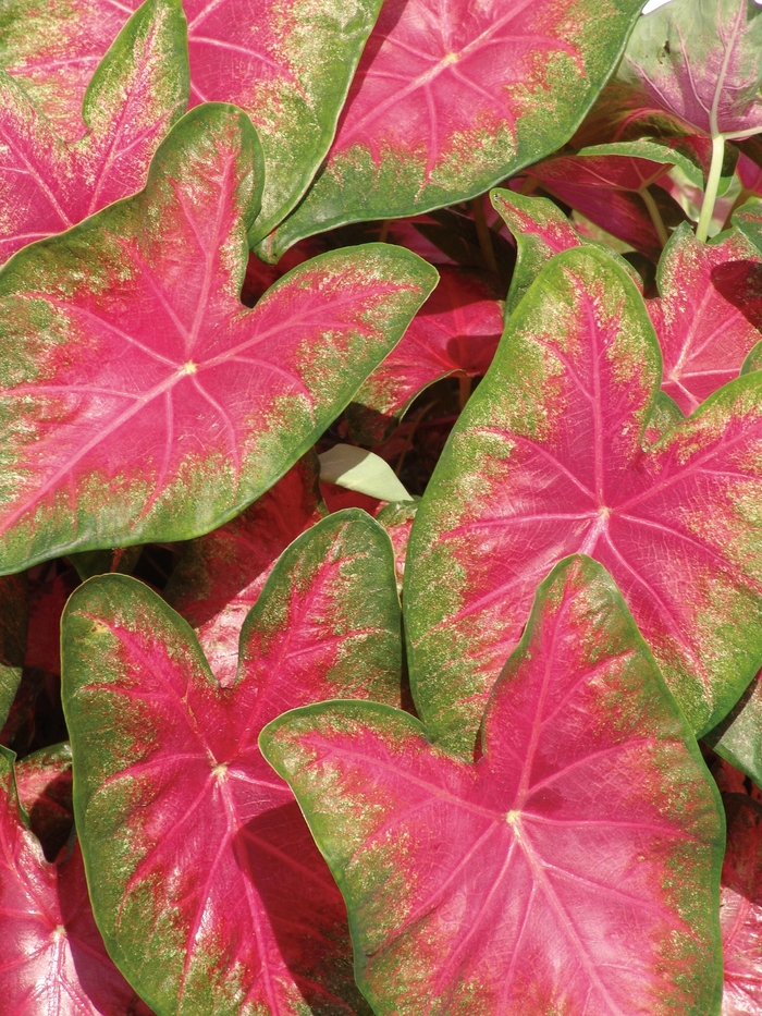 Heart to Heart™ 'Rose Glow' - Caladium hortulanum (Fancy Caladium) from Robinson Florists