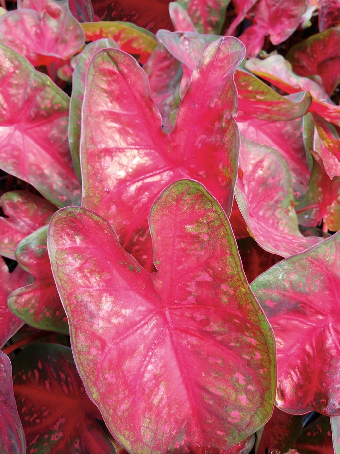 Heart to Heart™ 'Fast Flash' - Caladium hortulanum (Fancy Caladium) from Robinson Florists