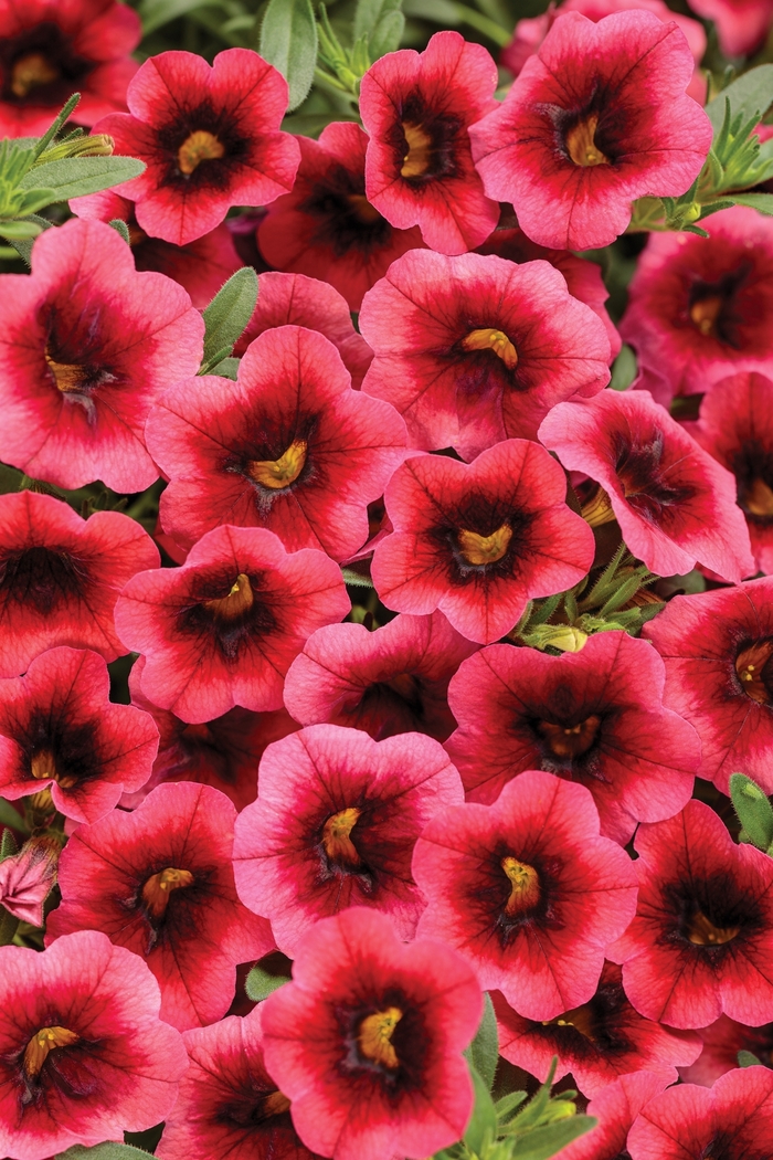 Superbells® 'Watermelon Punch™' - Calibrachoa from Robinson Florists