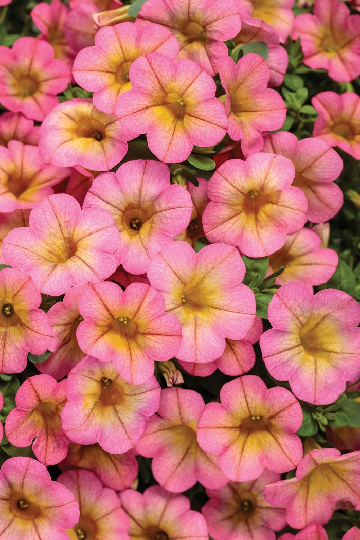 Superbells® 'Honeyberry™' - Calibrachoa from Robinson Florists