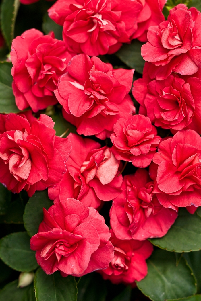 Rockapulco® 'Red' - Impatiens walleriana (Double Impatiens) from Robinson Florists