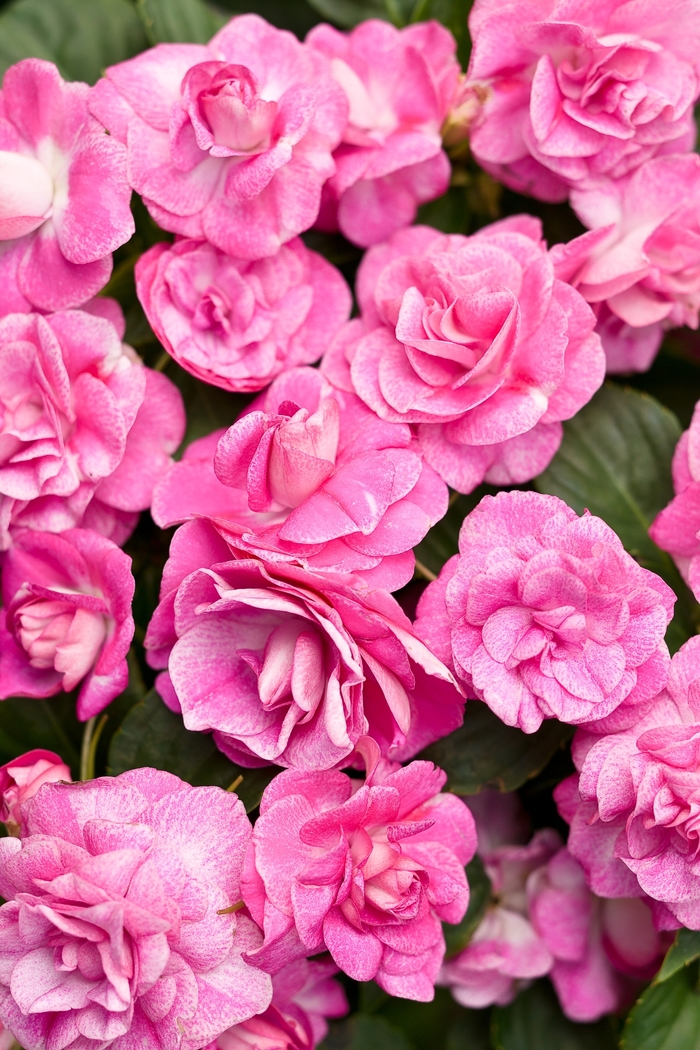 Rockapulco® 'Rose' - Impatiens walleriana (Double Impatiens) from Robinson Florists