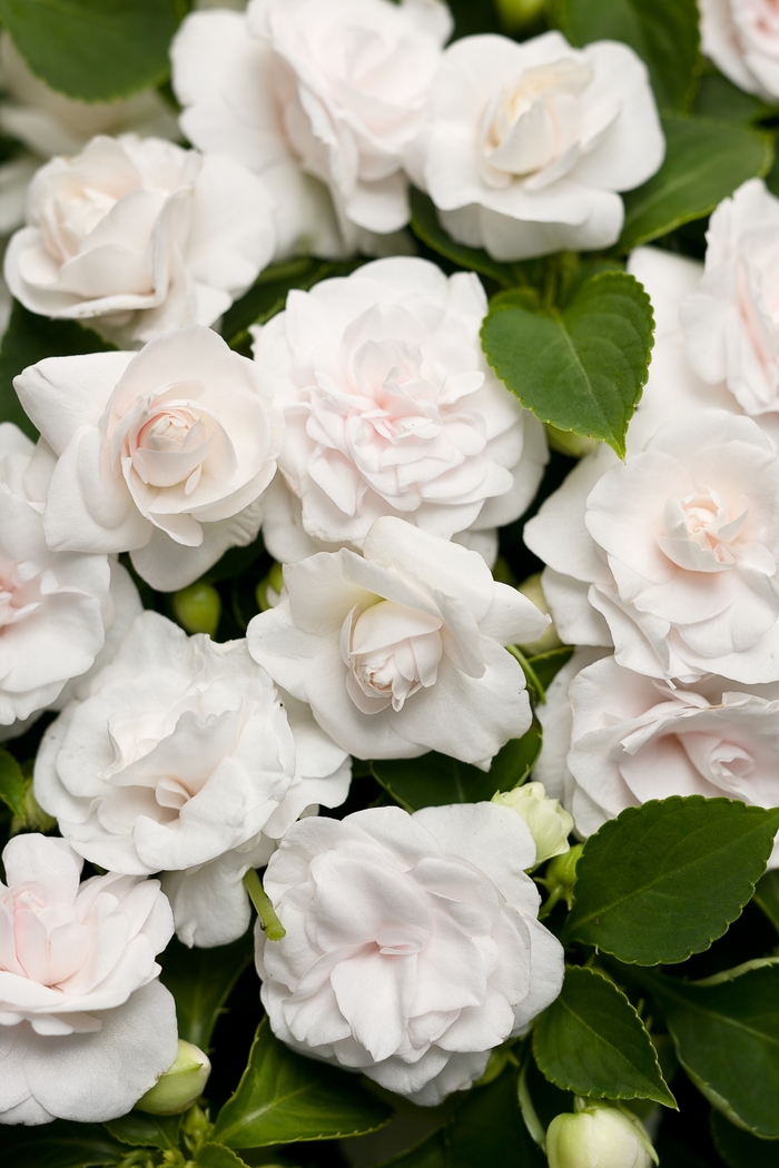 Rockapulco® 'White' - Impatiens walleriana (Double Impatiens) from Robinson Florists