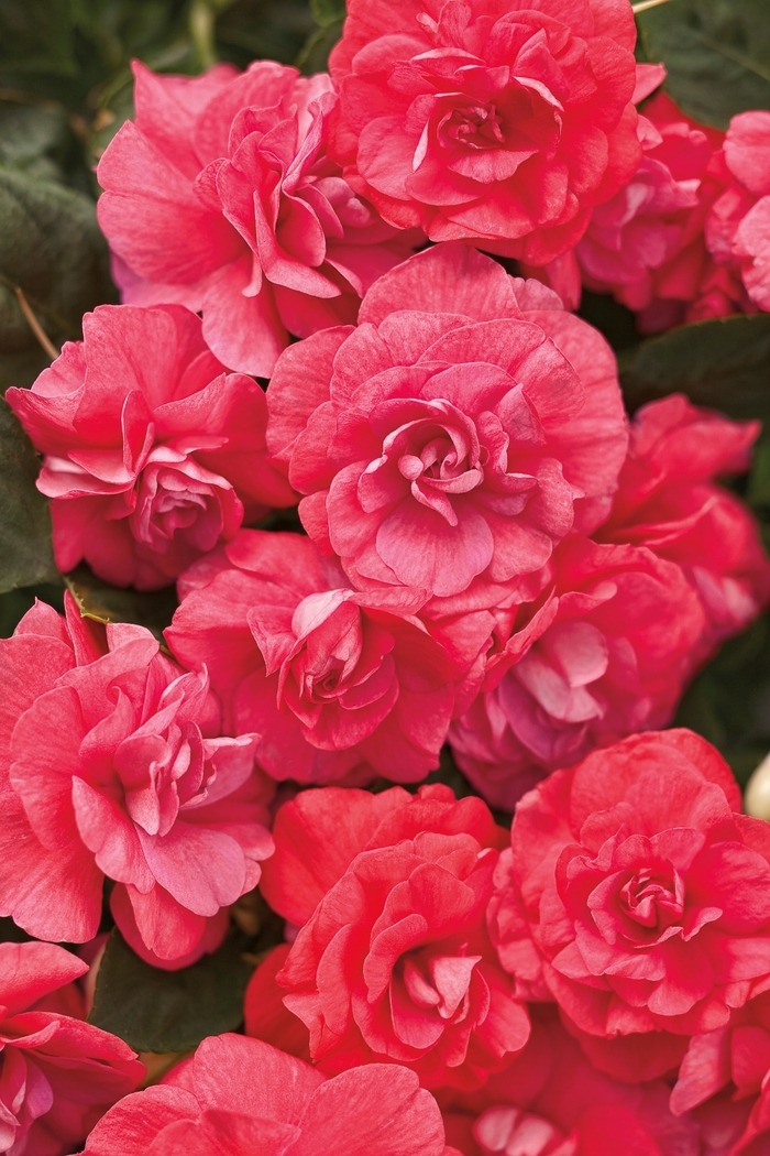 Rockapulco® 'Coral Reef' - Impatiens walleriana (Double Impatiens) from Robinson Florists