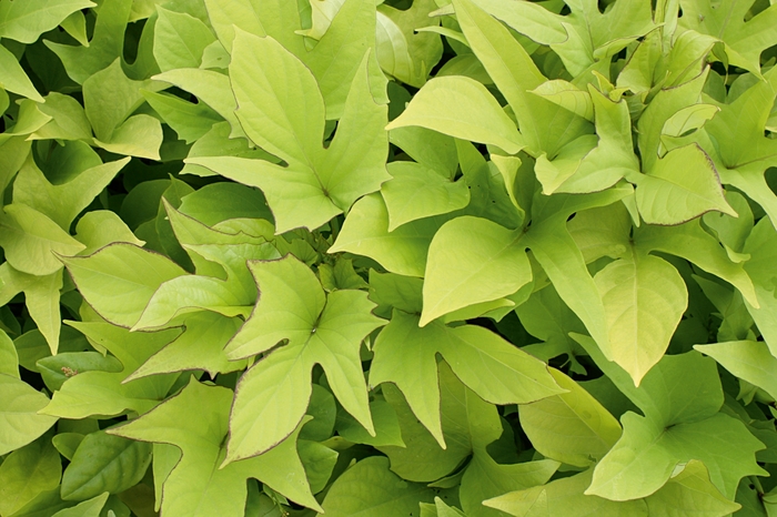 'Sweet Caroline Light Green' Sweet Potato Vine - Ipomoea batatas from Robinson Florists