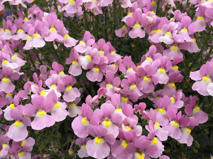 Aromance™ 'Pink' - Nemesia fruticans from Robinson Florists