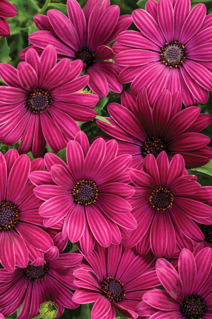 Bright Lights™ 'Purple' - Osteospermum (African Daisy) from Robinson Florists