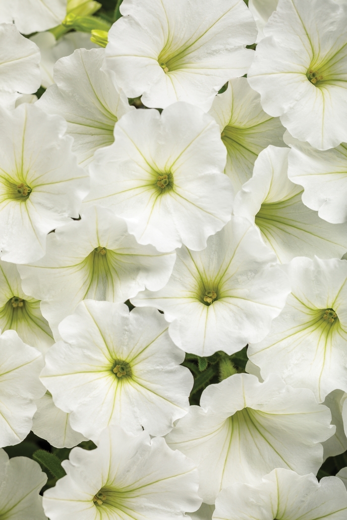 Supertunia Vista® 'Snowdrift™' - Petunia from Robinson Florists