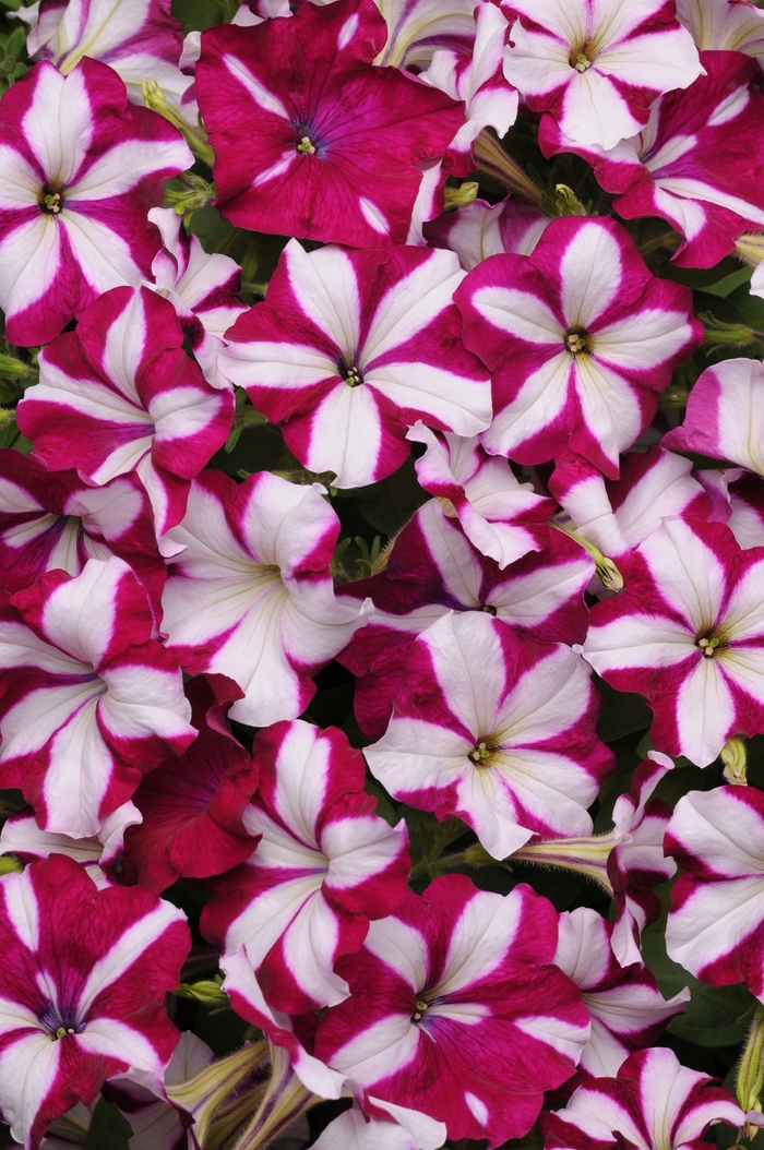 Easy Wave® 'Burgundy Star' - Petunia from Robinson Florists