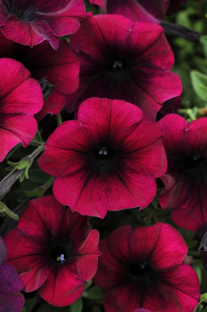 Easy Wave® 'Burgundy Velour' - Petunia from Robinson Florists