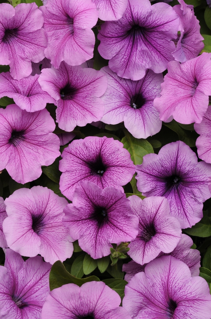 Easy Wave® 'Plum Vein' - Petunia from Robinson Florists