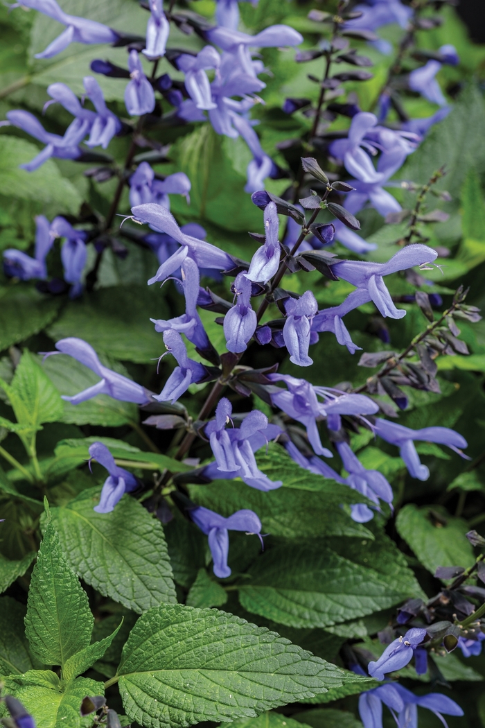 Rockin'® 'Blue Suede Shoes™' - Salvia from Robinson Florists