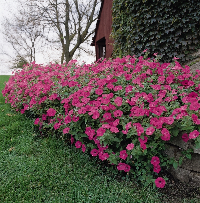 Tidal Wave® 'Hot Pink' - Petunia from Robinson Florists