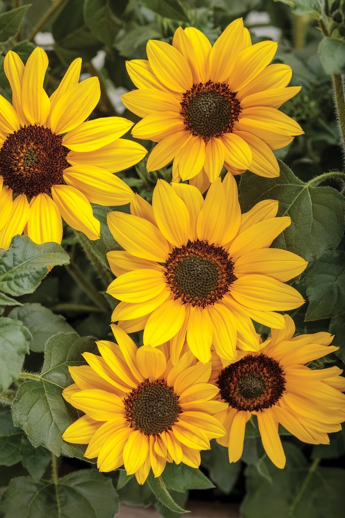 Suncredible® 'Yellow' - Helianthus (Sunflower) from Robinson Florists