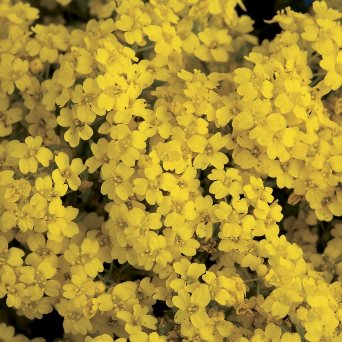 Summit™ Basket of Gold - Aurinia saxatilis from Robinson Florists