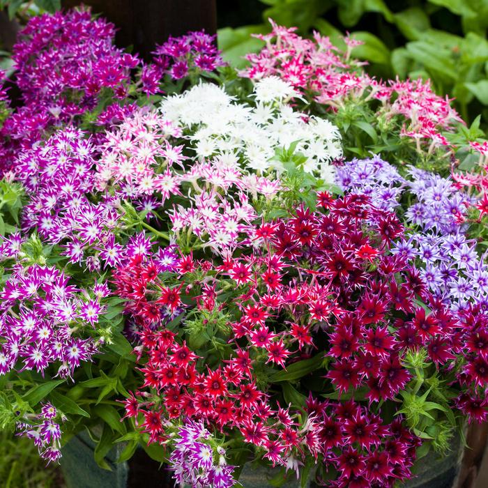 Popstars™ 'Mix' - Phlox drummondii from Robinson Florists