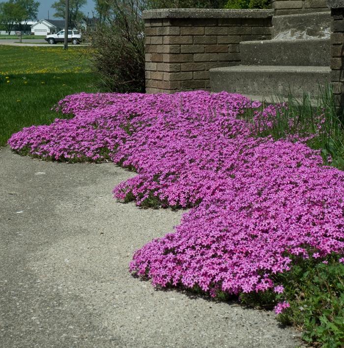 'Red Wing' Moss Phlox - Phlox subulata from Robinson Florists