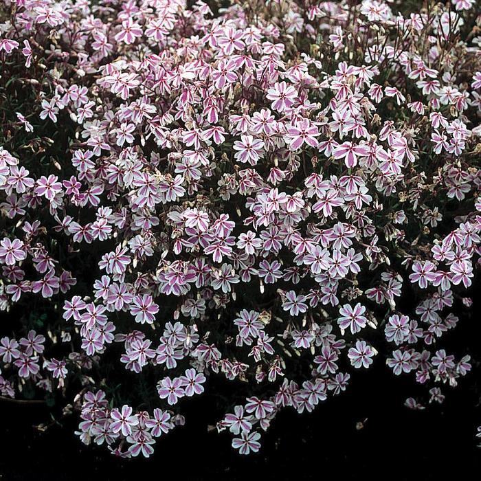 'Candy Stripe' Creeping Phlox - Phlox subulata from Robinson Florists