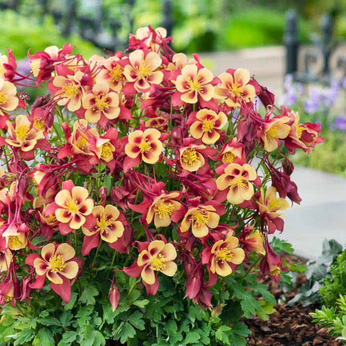 Earlybird™ 'Red Yellow' - Aquilegia caerulea (Columbine) from Robinson Florists