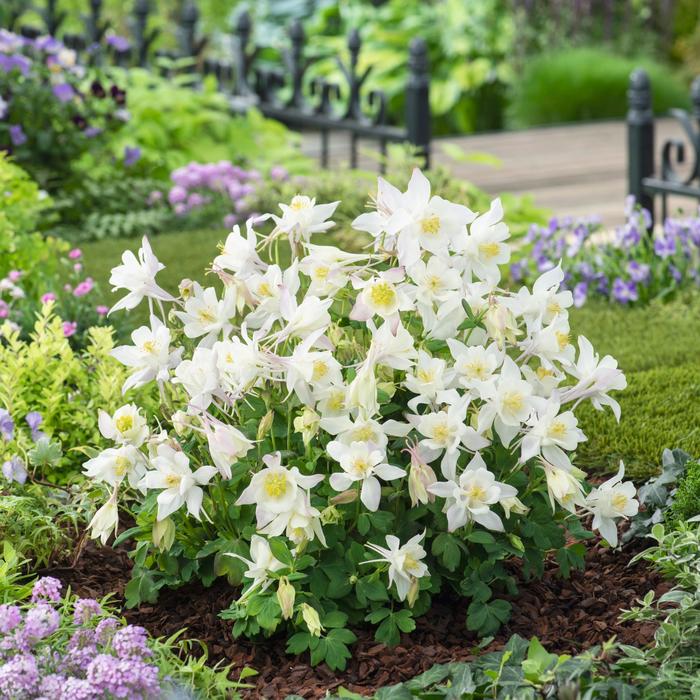 Aquilegia caerulea (Columbine) | Earlybird™ White | Robinson Florists