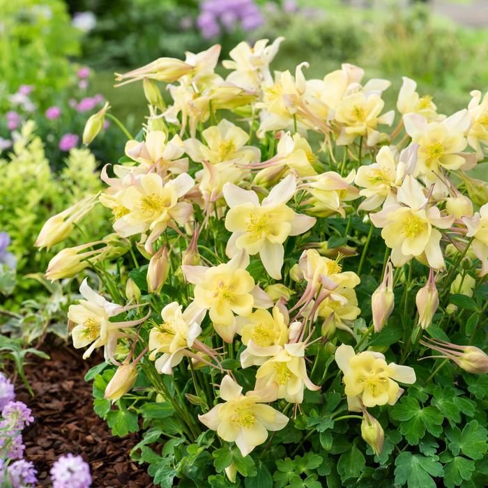 Aquilegia caerulea (Columbine) | Earlybird™ 'Yellow' | Robinson Florists